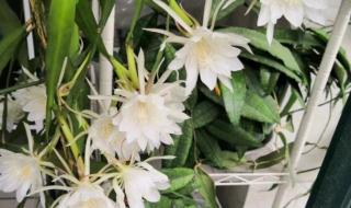 家里养昙花到底好不好