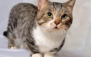 什么颜色的猫咪漂亮 猫可以漂亮到什么程度