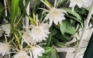 家里院子可以养昙花吗 家里养昙花到底好不好